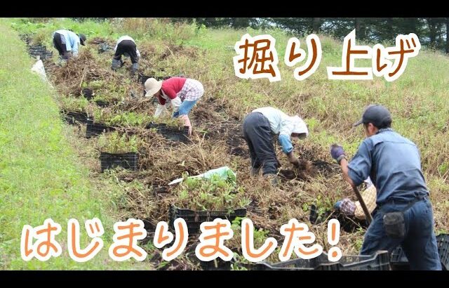 畑、ある日の掘り上げ風景 2023.9