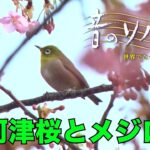 「河津桜とメジロ」♯716（静岡県）2018年3月18日　音風景動画【音のソノリティ公式】