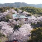 『桜と神社！山口県のSakuraスポット』#ドローン #Sakura #hirao #桜 #dji