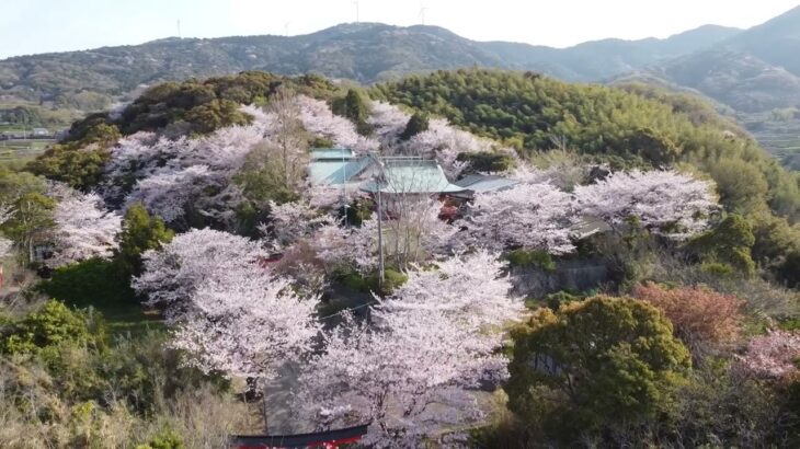 『桜と神社！山口県のSakuraスポット』#ドローン #Sakura #hirao #桜 #dji