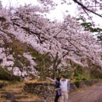 富山癒しの風景シリーズ【寺家公園の桜】（富山市）