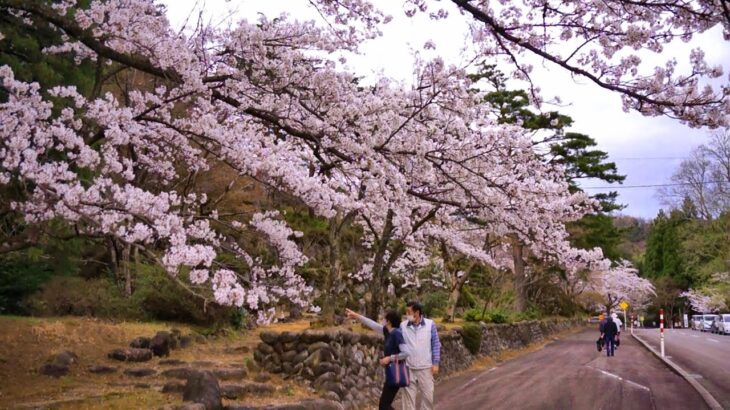 富山癒しの風景シリーズ【寺家公園の桜】（富山市）