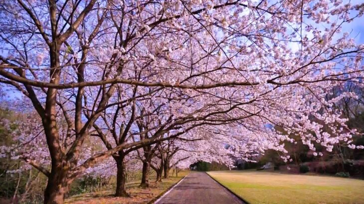 富山癒しの風景シリーズ【猿倉山の桜】（富山市）