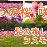 【癒し/花の風景】満開の秋桜と桜　武庫川髭の渡しコスモス園