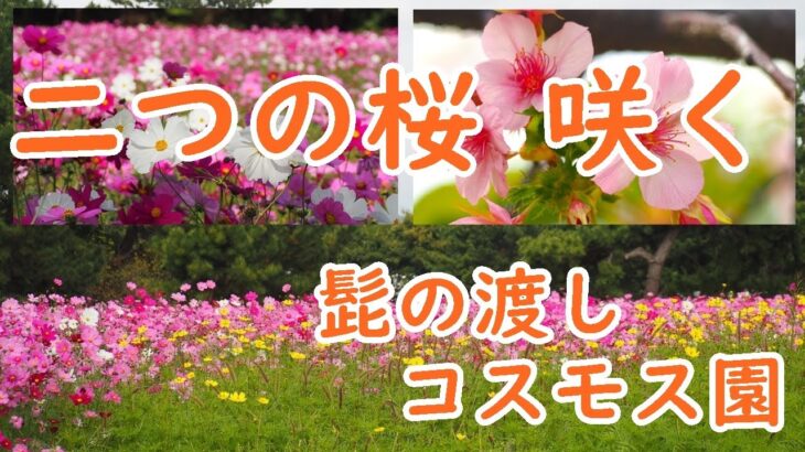 【癒し/花の風景】満開の秋桜と桜　武庫川髭の渡しコスモス園