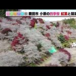 【四季桜】秋冬に咲く桜「小原の四季桜」　紅葉との競演、1万本の四季桜が咲き誇る山里の風景を撮影 (2023年11月30日)