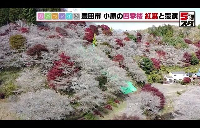 【四季桜】秋冬に咲く桜「小原の四季桜」　紅葉との競演、1万本の四季桜が咲き誇る山里の風景を撮影 (2023年11月30日)