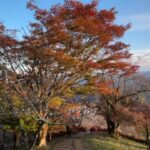 【桜山公園】紅葉と冬桜が美しい山の風景＠群馬県藤岡市