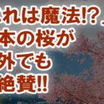 「日本の風景はなんと美しい…」ありえない桜の絶景に外国人驚愕!世界に衝撃を与え感動を呼んだ桜が織りなす光景とは