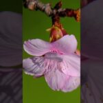 春日部市の冬【桜が開花しました】(2023年12月8日)「お～い！まだ早いよ！ 蜂もやって来た！」旧倉松第二調整池『日本の風景』japanesenature.CherryBlossom.