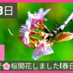 春日部市の冬【桜が開花しました】(2023年12月8日)「お～い！まだ早いよ！ 蜂もやって来た！」旧倉松第二調整池『日本の風景』japanesenature.CherryBlossom.