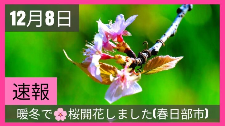 春日部市の冬【桜が開花しました】(2023年12月8日)「お～い！まだ早いよ！ 蜂もやって来た！」旧倉松第二調整池『日本の風景』japanesenature.CherryBlossom.