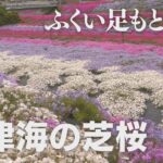 4K映像 ふくい足もと遺産「横津海の芝桜」