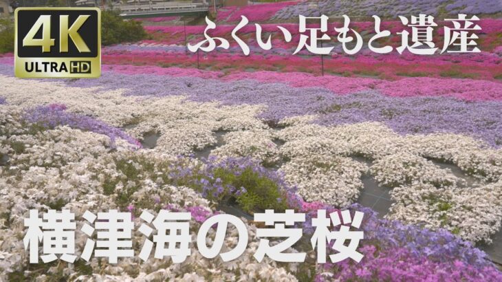 4K映像 ふくい足もと遺産「横津海の芝桜」