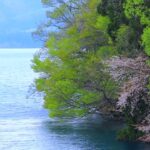 絵画のような風景映像　5月の田沢湖と桜　4時間｜back ground video