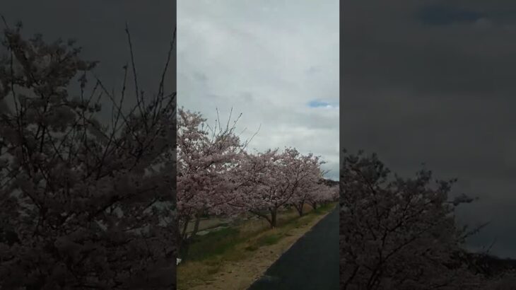 桜シーズンに撮影した小雨花見も風情がありました♡／#自然音 #風景 #桜 #花見 #ドライブ