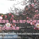 鎮国寺：梅と桜がもう咲きました　その他の風景Chinkokuji Temple: Plum and cherry blossoms have already bloomed.Other scenery