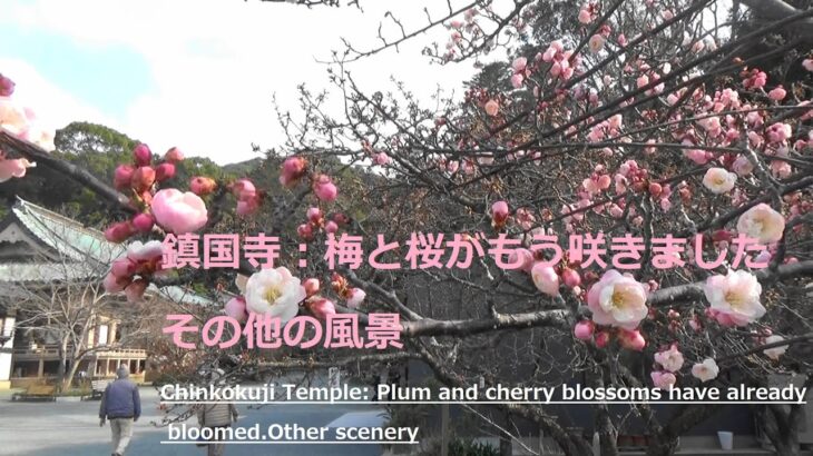 鎮国寺：梅と桜がもう咲きました　その他の風景Chinkokuji Temple: Plum and cherry blossoms have already bloomed.Other scenery