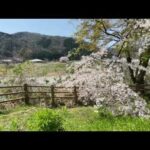 石川県 手取川 桜と山の風景 Ishikawa, Tedori River, cherry blossoms and mountain scenery