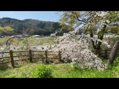 石川県 手取川 桜と山の風景 Ishikawa, Tedori River, cherry blossoms and mountain scenery