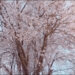 世界の風景動画 著作権フリー 無料映像素材集【桜】/ World scenery video landscape video [cherry blossoms]