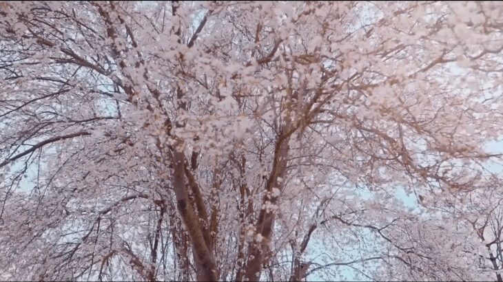 世界の風景動画 著作権フリー 無料映像素材集【桜】/ World scenery video landscape video [cherry blossoms]