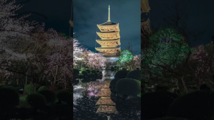 東寺・五重塔(春の風景) #kyoto #そうだ京都いこう #桜