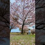 春が待ち遠しい…#桜 #秘密の場所 #日本の風景 #綺麗な景色 #sakura #おすすめ