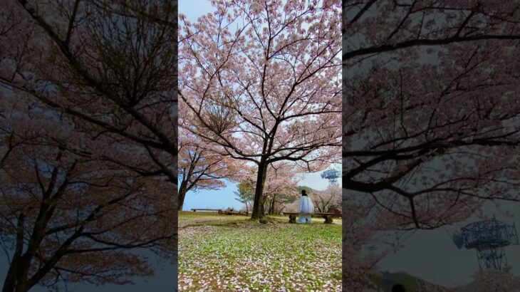 春が待ち遠しい…#桜 #秘密の場所 #日本の風景 #綺麗な景色 #sakura #おすすめ