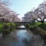【ドローン空撮】五条川の桜