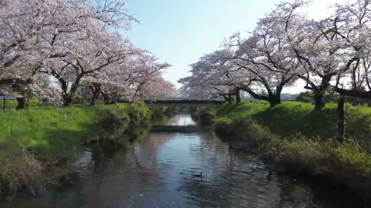 【ドローン空撮】五条川の桜