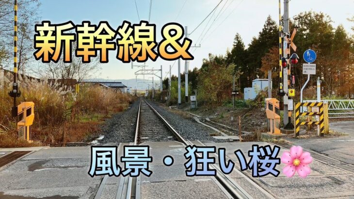 🚄新幹線・田園風景・夕焼け・狂い咲?の桜🌸　#新幹線 #夕焼け #桜