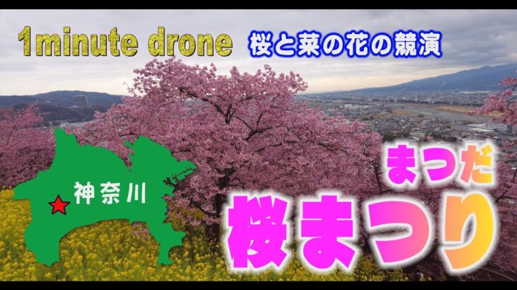 【1min. drone #153】神奈川県松田町・まつだ桜まつり～桜と菜の花の競演～