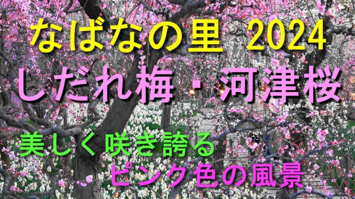 なばなの里 2024　しだれ梅・河津桜　美しく咲き誇るピンク色の風景