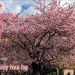 河津桜まつり2024「河津桜原木/河津桜風景」静岡県河津町　Kawazu Cherry blossom / Kawazu cherry tree log