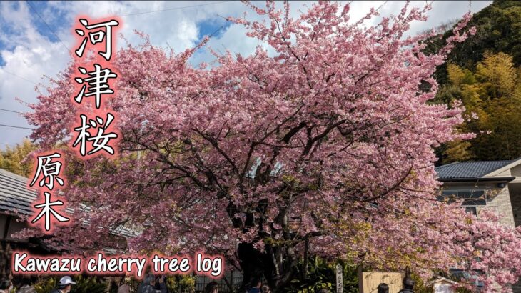 河津桜まつり2024「河津桜原木/河津桜風景」静岡県河津町　Kawazu Cherry blossom / Kawazu cherry tree log