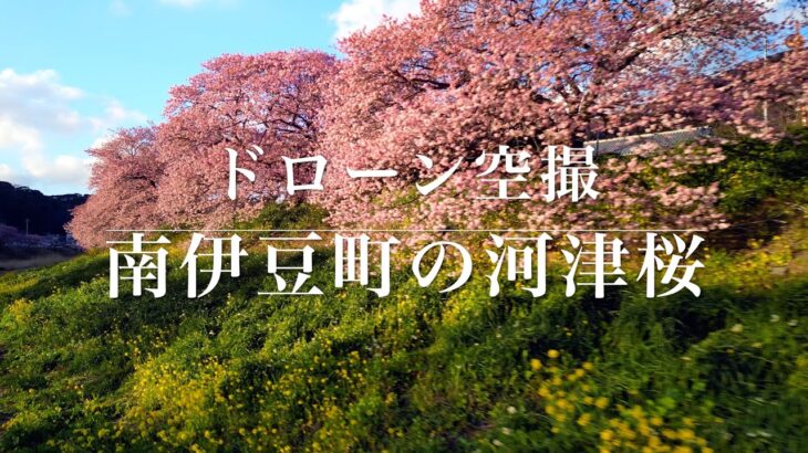 【4K ドローン空撮】2024 南伊豆町の河津桜 菜の花畑　早咲きの桜、今が見頃です！【河津桜まつり　みなみの桜と菜の花まつり】