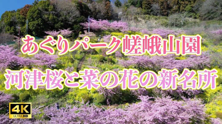 【4K ドローン空撮】2024  あぐりパーク嵯峨山園　内藤園　河津桜と菜の花の新名所！　agripark sagayamaen【まつだ桜まつり・西平畑公園】