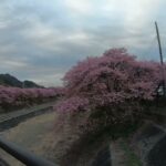 4K 日本の風景 河津桜 Japanese scenery Kawazu cherry blossoms