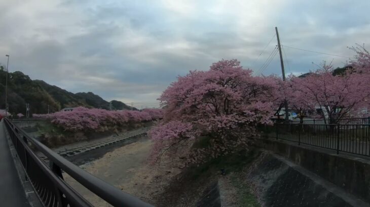 4K 日本の風景 河津桜 Japanese scenery Kawazu cherry blossoms