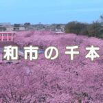 【Drone】大和市の千本桜 / Senbon sakura in Yamato city in Kanagawa【Japan】