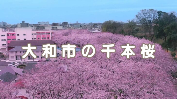 【Drone】大和市の千本桜 / Senbon sakura in Yamato city in Kanagawa【Japan】