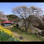 JG8K HDR 福島 古殿町の名桜 懐かしい農村風景と音 Fukushima,Sakura at Furudono Town with Traditional Farm Landscape