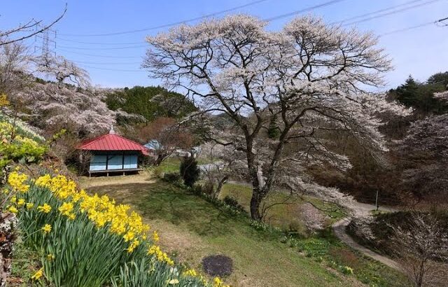 JG8K HDR 福島 古殿町の名桜 懐かしい農村風景と音 Fukushima,Sakura at Furudono Town with Traditional Farm Landscape