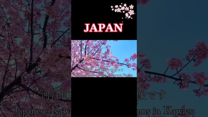 【本場の河津桜】リモートお花見！Japanese kawazu cherry blossom#shorts #japan #旅行 #観光 #風景 #デート #景色 #お花見 #河津桜 #春の訪れ