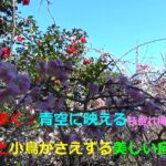 興山園を歩く：青空に映える枝垂れ梅・河津桜・山茶花等々と小鳥がさえずる美しい自然風景Walk through Kozanen – beautiful natural scenery