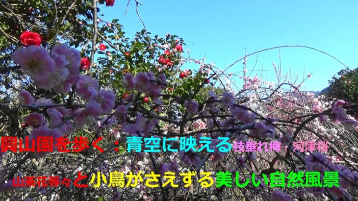 興山園を歩く：青空に映える枝垂れ梅・河津桜・山茶花等々と小鳥がさえずる美しい自然風景Walk through Kozanen – beautiful natural scenery