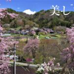 美しき春の村 満開の桜 花咲くのどかな風景 赤岩集落 beautiful spring village Gunma