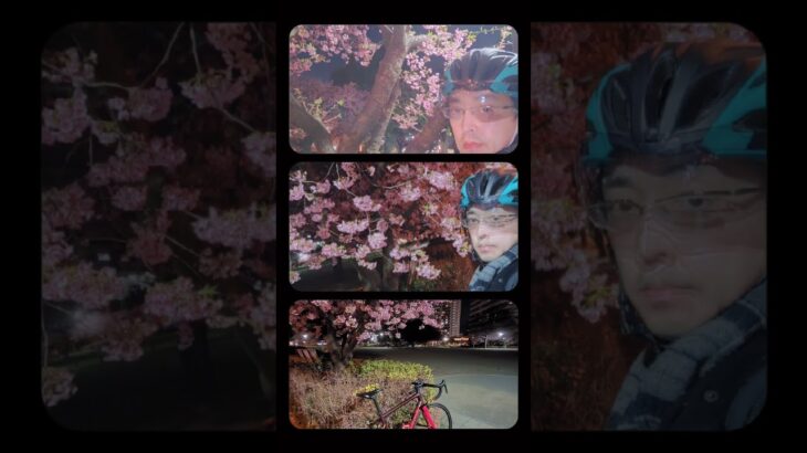 夜桜…妻と見たい　#桜 #夜桜 #cycling #ロードバイクのある風景 #roadbike #ロードバイク乗りと繋がりたい