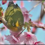 【風景と自然】樫野岬散策　河津桜とメジロ　kawazu cherry blossoms and Mejiro (white-eye）